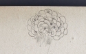 Peacock tail feathers, detail, inside back cover, Sketchbook, The Hunterian