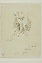 r.: Butterfly; v.: Butterfly with chequered wings (Fragment