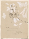 
                r.: Butterfly; v.: Chequered butterfly, Library of Congress