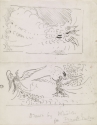 
                Sketch of a Peacock shutter and fighting Peacocks,  Library of Congress